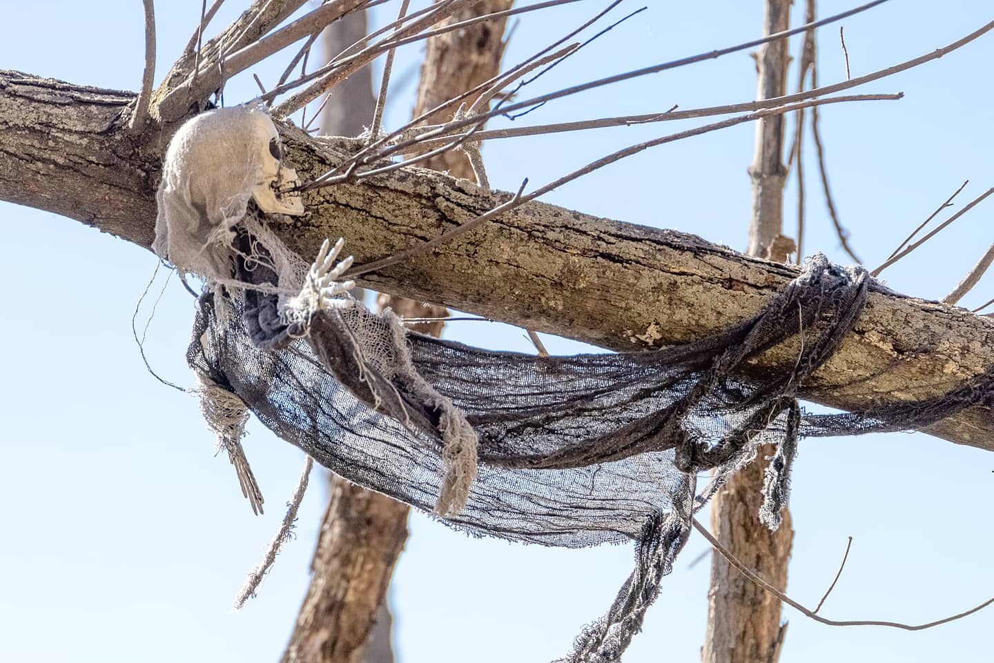 Skeleton tangled in a tree by sequential on DeviantArt