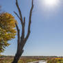 Dead tree on Long Meadow Lake