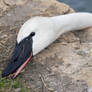 Swan nibble