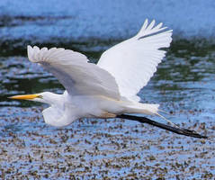 Great egret in flight