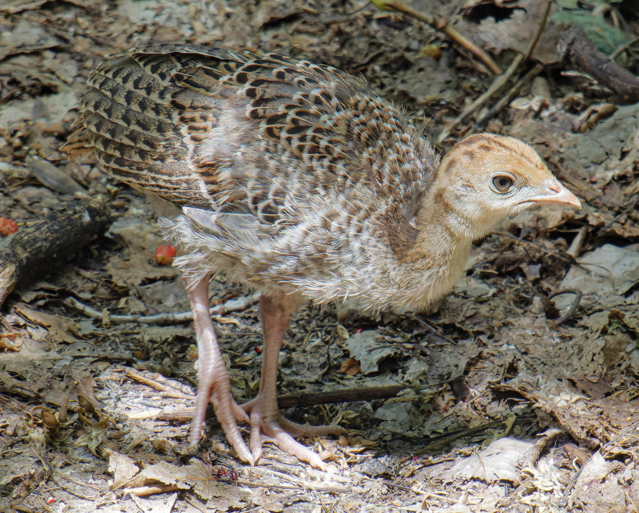 A poult following its mother through the woods by sequential on DeviantArt