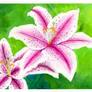 Pink Tiger Lilies