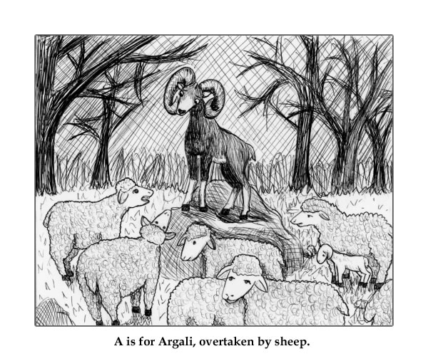 A is for Argali