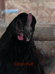 Coco-Puff the Dominant Copper Pullet