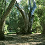 Park Trees 1