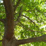 Park Tree Branch
