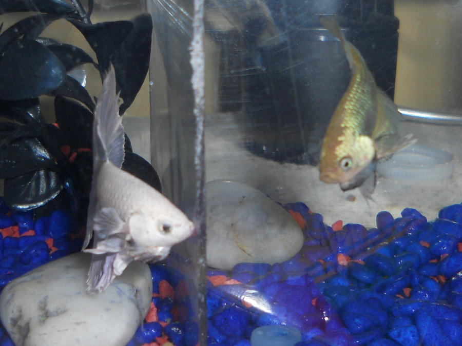 Angry Bettas by DarkRedTigr on DeviantArt