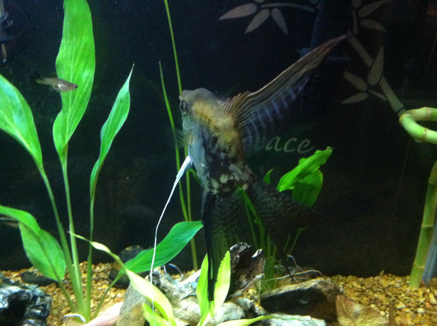 Angelfish