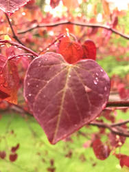 Morning Dew on heart leaf