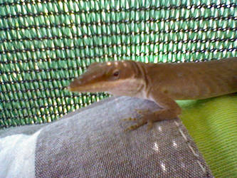 my lizard, sticky fingers (same lizard lol)