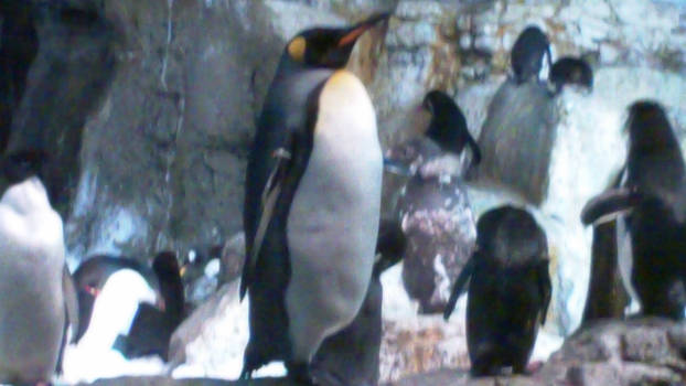 More Penguins