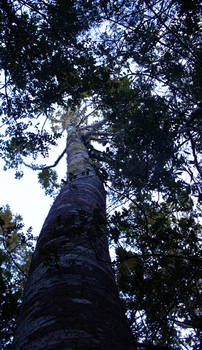 Kauri Tree