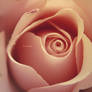 Pink Rose