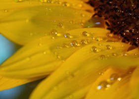 Sunflower with waterdrops II