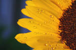 Sunflower with waterdrops III by MissKyr