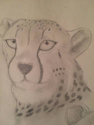 Cheetah