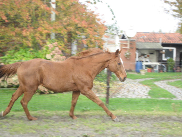 Cleoh_9 by Lynnii on DeviantArt