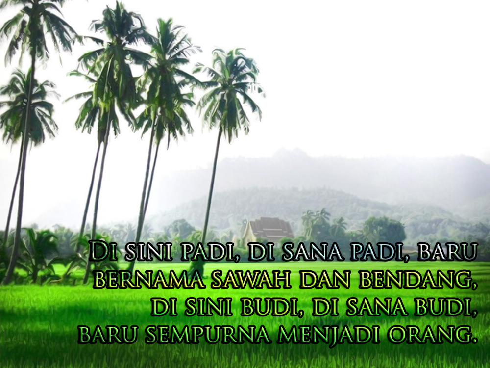 Sawah-padi