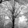 Trees of white