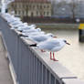 Seagulls