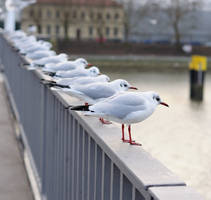 Seagulls