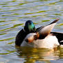 Duck III