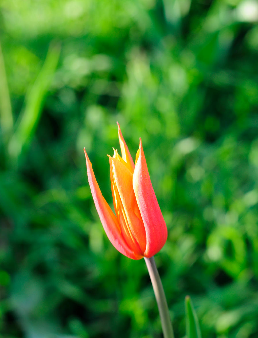 First Flowers