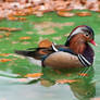 Colorful Waterbird