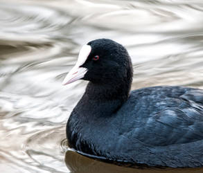 Fulica atra