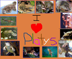 I HEART PLATYS