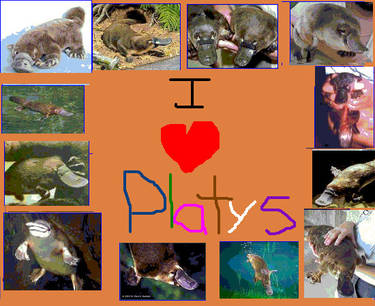 I HEART PLATYS