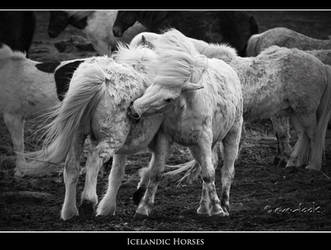 Icelandic Horses