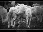 Icelandic Horses by marianne-lim