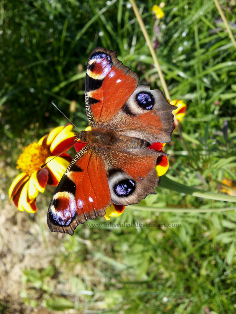 Madame Butterfly Returns