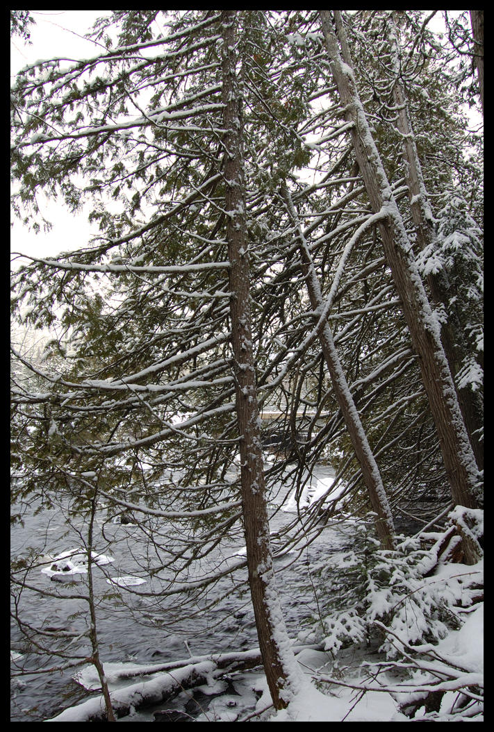 Angled Tree Angled Tree Branches by teamgod on DeviantArt
