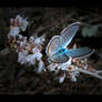 Blue Butterfly