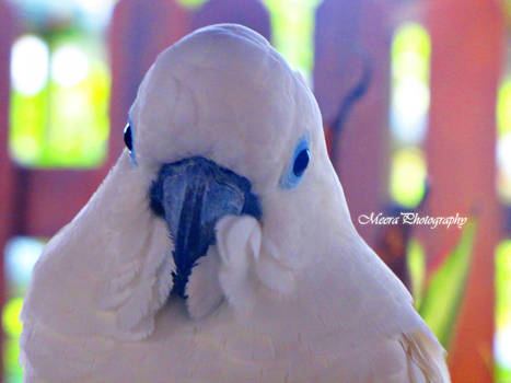 White Parrot