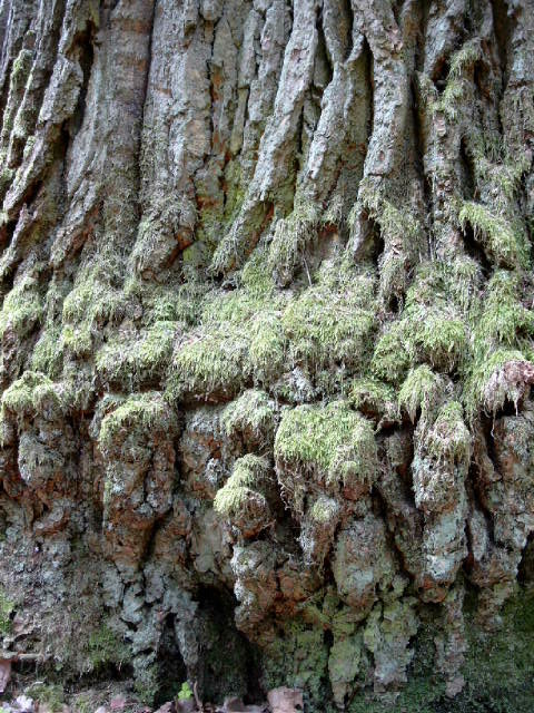 wood temple 139