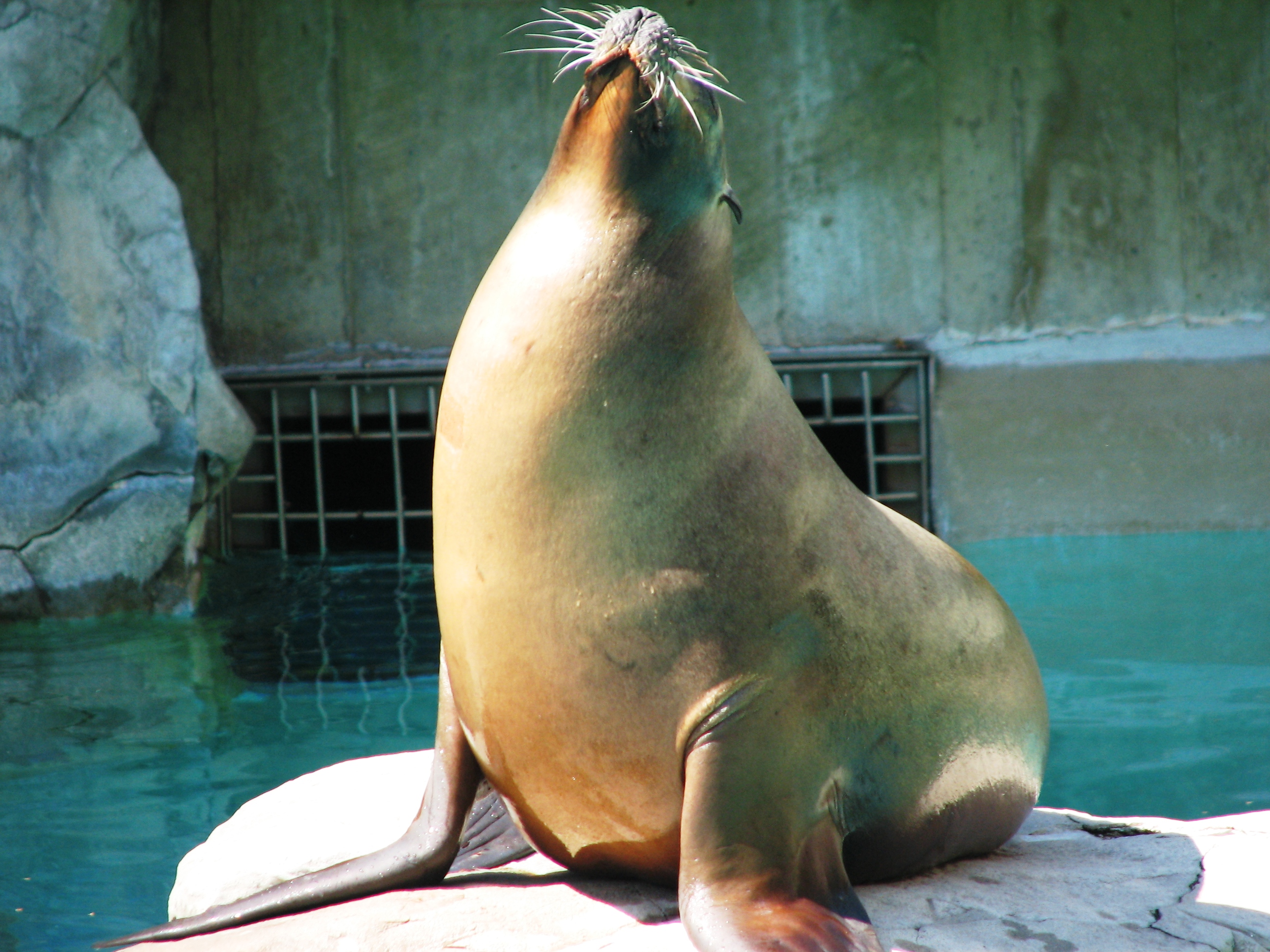 Sea Lion Yoga