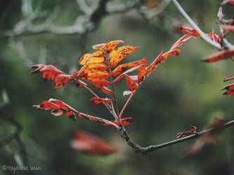 Colours of autumn