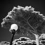 Autumn in IR I