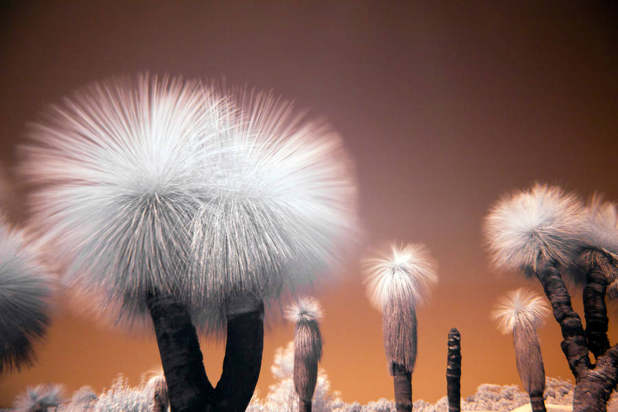 Xanthorrhoea Preissii IR I by fazz1977