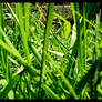 Grass Blades.