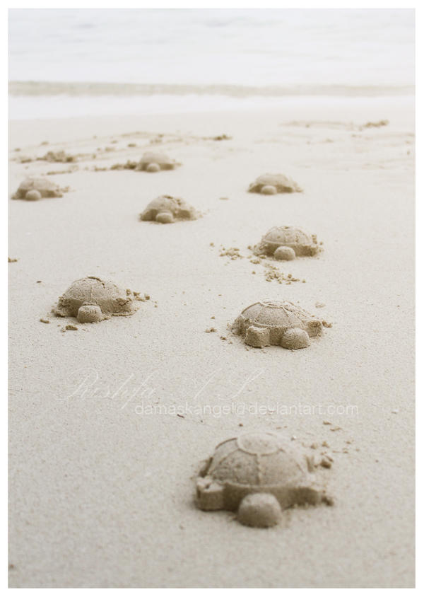 Sand Turtles