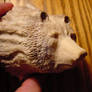 Bear carving from moose antler