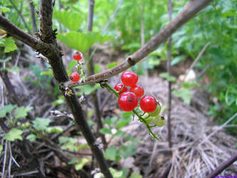 Red currant 2