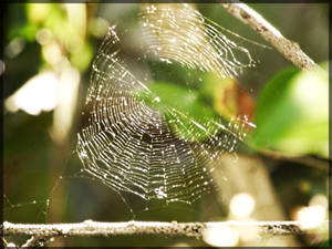 Spider Web