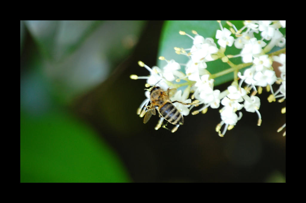 Bee on Flower3