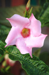 Mandevilla Flower