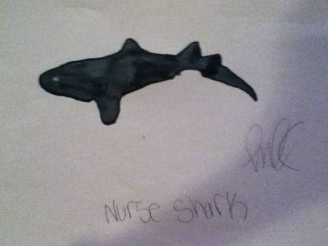 Shark Week Nurse Shark! :D Shark 4